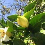 Rothmannia capensis Flor