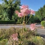 Filipendula rubra Flor