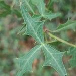 Mahonia trifoliolata Hoja