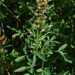 Crotalaria goreensis Elinympäristö