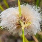 Eriophorum virginicum Outro