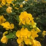 Senna pendula Floro