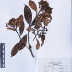 Photinia integrifolia Altul/Alta