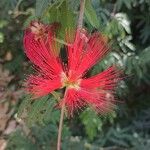 Calliandra tweediei Floro