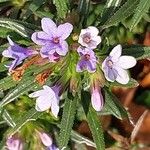Lithodora zahnii Flor