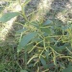 Acacia mangium Ліст