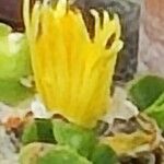 Glottiphyllum regium Flower