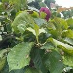 Magnolia liliiflora Hoja