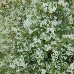 Crambe tataria Flower