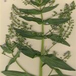 Veronica anagallis-aquatica Habit