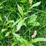 Persicaria maculosaΛουλούδι