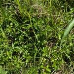 Cyperus brevifolius Folio
