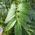 Melianthus comosus Blad