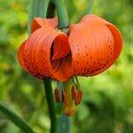 Lilium carniolicum Bloem