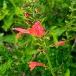 Salvia coccinea Blomst