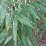 Phyllostachys sulphurea Лист