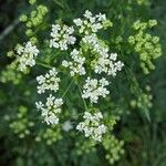 Conium maculatum Flower