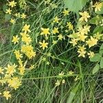 Bupleurum ranunculoidesFlor