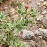 Cistus albidusBlatt