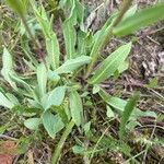 Pilosella cymosa Leaf