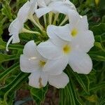 Plumeria pudica Λουλούδι