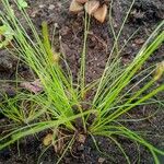 Juncus trifidus Diğer