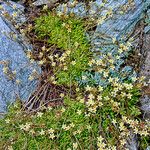 Saxifraga moschata Bloem