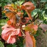 Acalypha wilkesianaLeaf