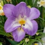 Freesia refracta Flower