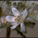 Loeseliastrum schottii Flower