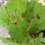 Pelargonium odoratissimum 葉