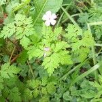 Geranium robertianumFlower