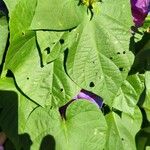 Ipomoea indica Folha