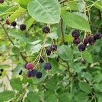 Amelanchier canadensis Fruit