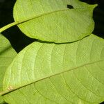 Siparuna thecaphora Leaf