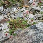 Trifolium pallescens 花