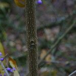 Callicarpa dichotoma Kabuk
