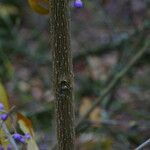 Callicarpa dichotoma Kôra