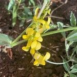 Crotalaria chrysochlora 花