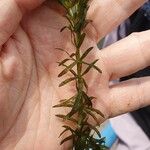 Elodea nuttallii Hoja