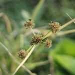 Cyperus difformis Λουλούδι