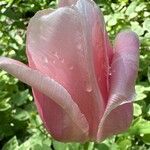 Tulipa grengiolensis Flower