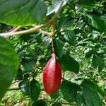 Passiflora capsularis Vrucht