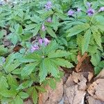 Cardamine glanduligera Fuelha