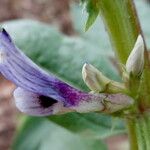 Vicia faba Flower