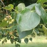 Tilia × euchlora Folla