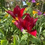 Tulipa agenensis Floro