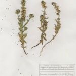 Linaria micrantha Συνήθη χαρακτηριστικά