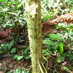 Macaranga paxii Corteza