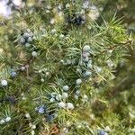 Juniperus communis Leht